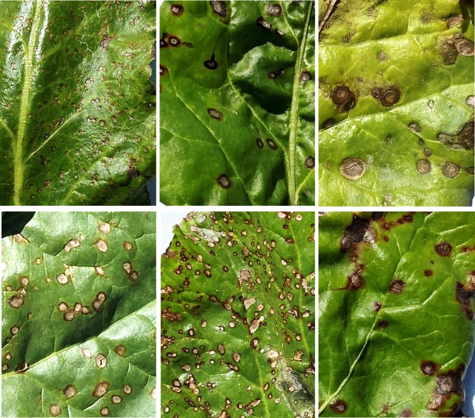 Six side-by-side photos of sugar beet leaves affected by Cercospora leaf spots.